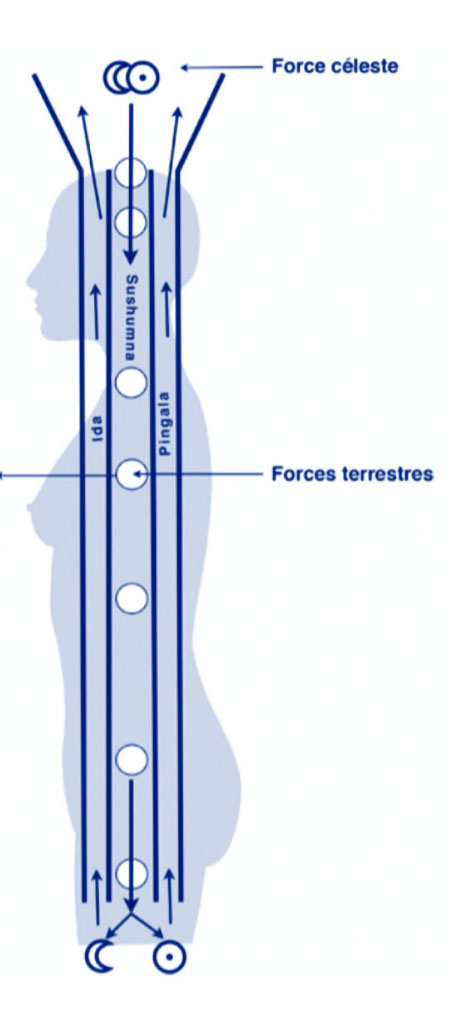 La circulation verticale et horizontale de l'énergie à travers les trois nadis essentiels de l'axe dorsal et les chakras.